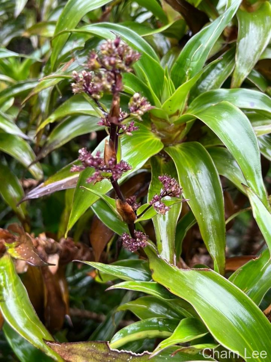 Hedyotis gardneri Thwaites